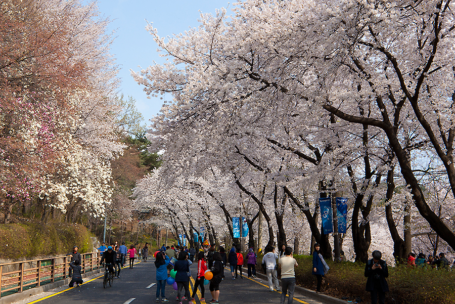 축제로 경기 옛 모습과 전통을 배우다! 2014 경기도청 벚꽃축제